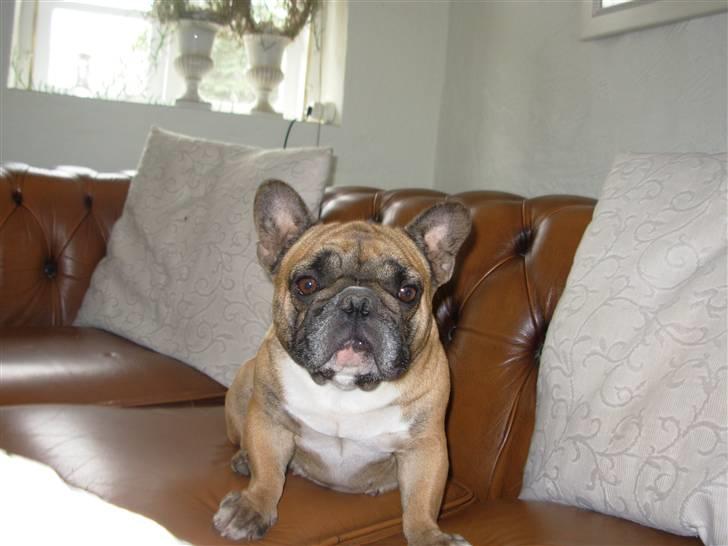 Fransk bulldog Anny Imperial Carlsbad billede 4