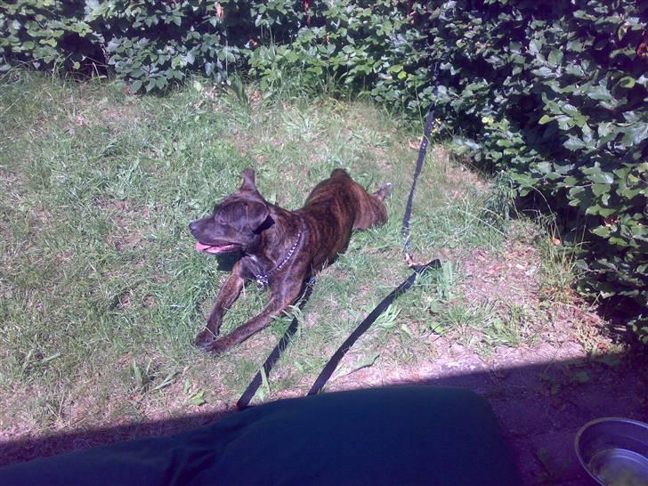 Blanding af racer Nynne R.I.P. - Nu er det blevet tid til at slikke lidt sol. Mmm, det bedste hun ved. billede 5