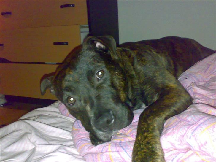 Blanding af racer Nynne R.I.P. - Kan du stå for de øjne? Jeg kan ikke. billede 6