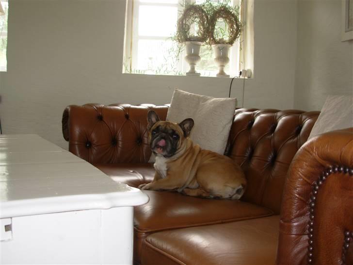 Fransk bulldog Anny Imperial Carlsbad billede 5