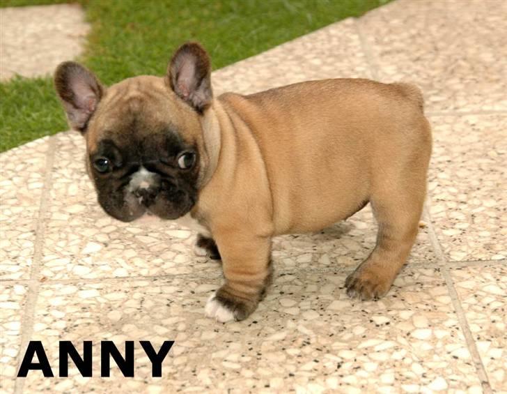 Fransk bulldog Anny Imperial Carlsbad billede 6