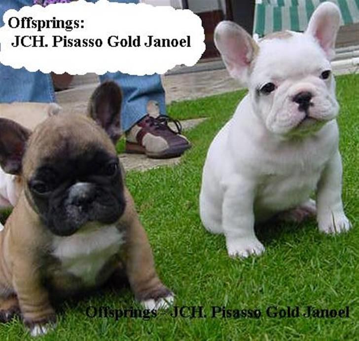 Fransk bulldog Anny Imperial Carlsbad billede 7