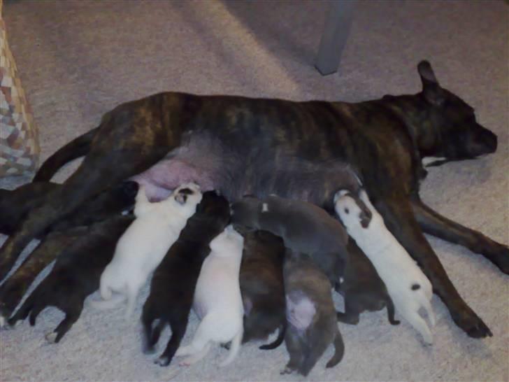 Blanding af racer Nynne R.I.P. - Hende og hendes dejlige små hvalpe, dengang de ikke var så gamle. billede 7