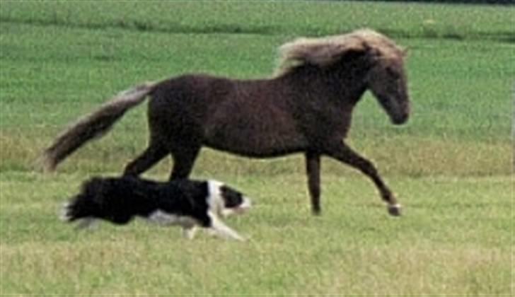 Border collie Tequila (1996-2009) - Hjælper med at samle hestene sammen -og så løber de oven i købet i takt ;-) billede 1