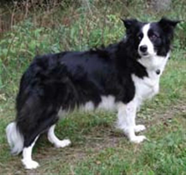 Border collie Tequila (1996-2009) - Tequila, foråret 2007, 11 år gammel billede 2