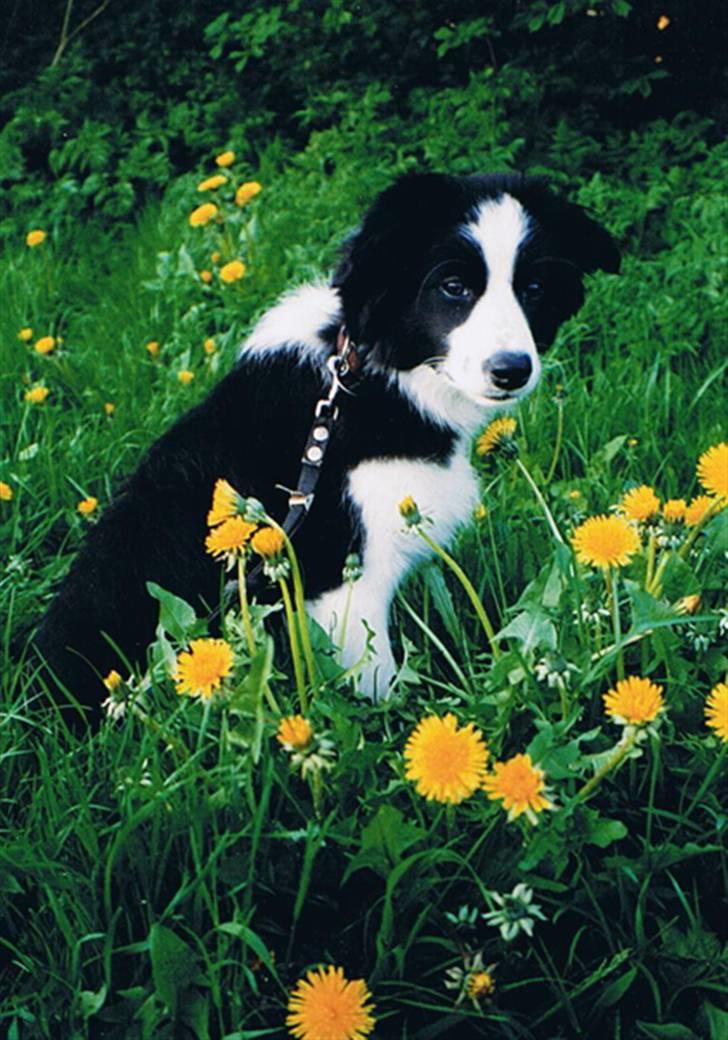 Border collie Tequila (1996-2009) - Dengang hun var lille og sød -sød er hun stadig billede 3