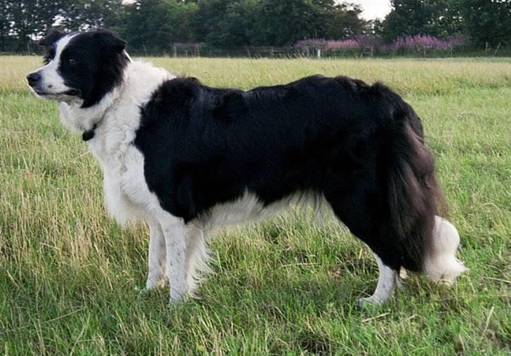 Border collie Tequila (1996-2009) - 1999 billede 5