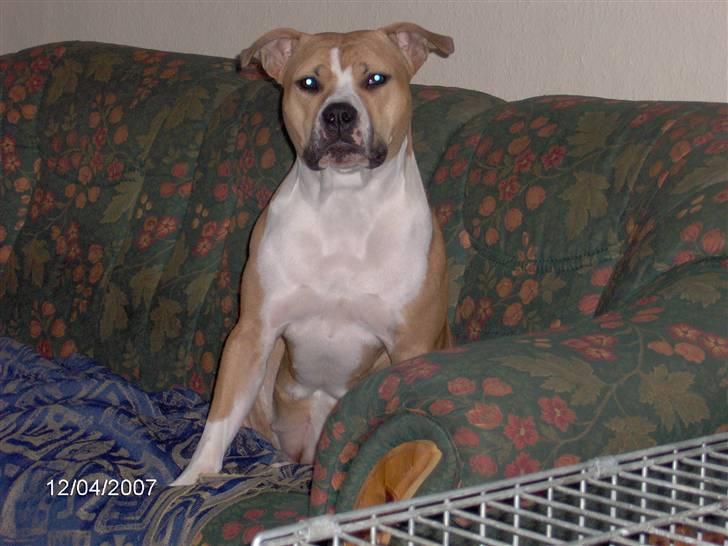 Amerikansk staffordshire terrier freya billede 13