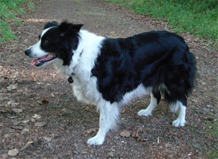 Border collie Tequila (1996-2009) - Tequila, foråret 2007, 11 år gammel billede 6