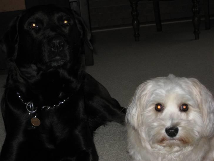 Bichon havanais Valborgs Flora (Lupe) - Lupe og Freja billede 13