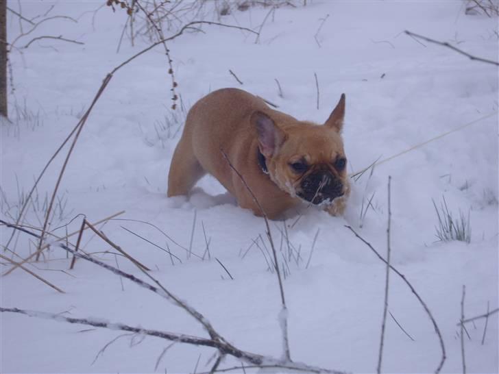 Fransk bulldog Angel - Angel den dag vi havde sne billede 18
