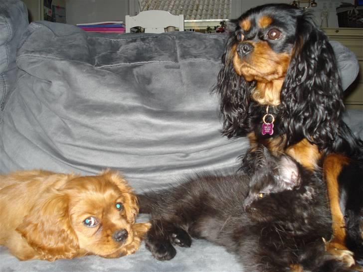 Cavalier king charles spaniel Vega - Gruppefoto billede 5