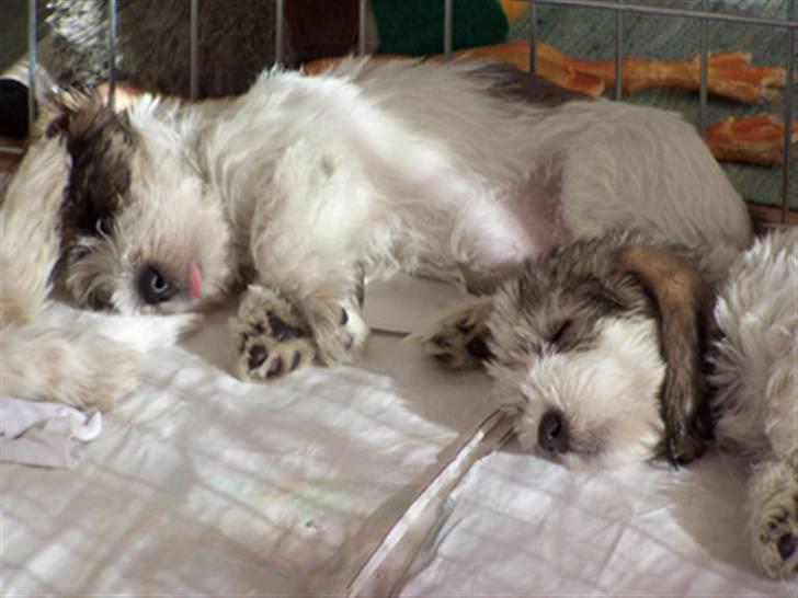 Petit basset griffon wendéen Petit Heroes Bitter Sweet - Stella som hvalp til højre 3 uger gammel billede 12