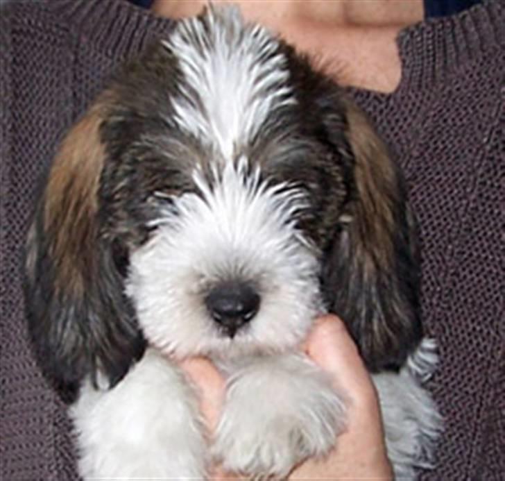Petit basset griffon wendéen Petit Heroes Bitter Sweet - Stella som lille hvalp, 4 uger gammel :) billede 13