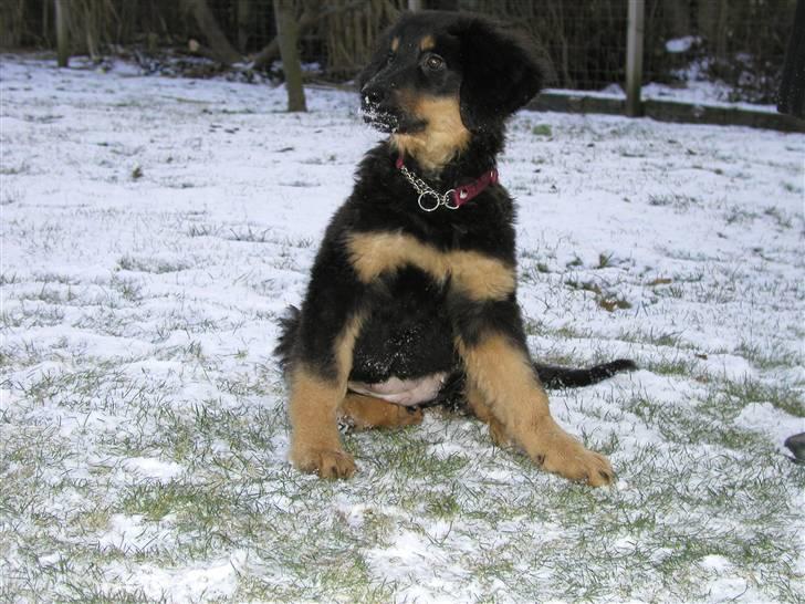 Hovawart Holley billede 8