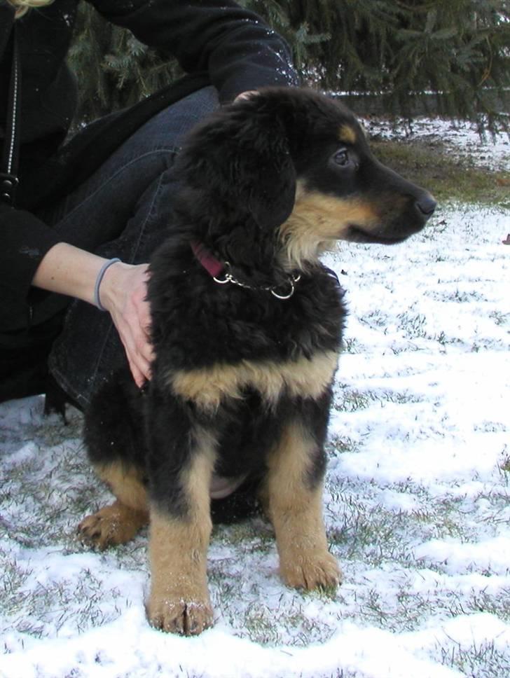 Hovawart Holley billede 9