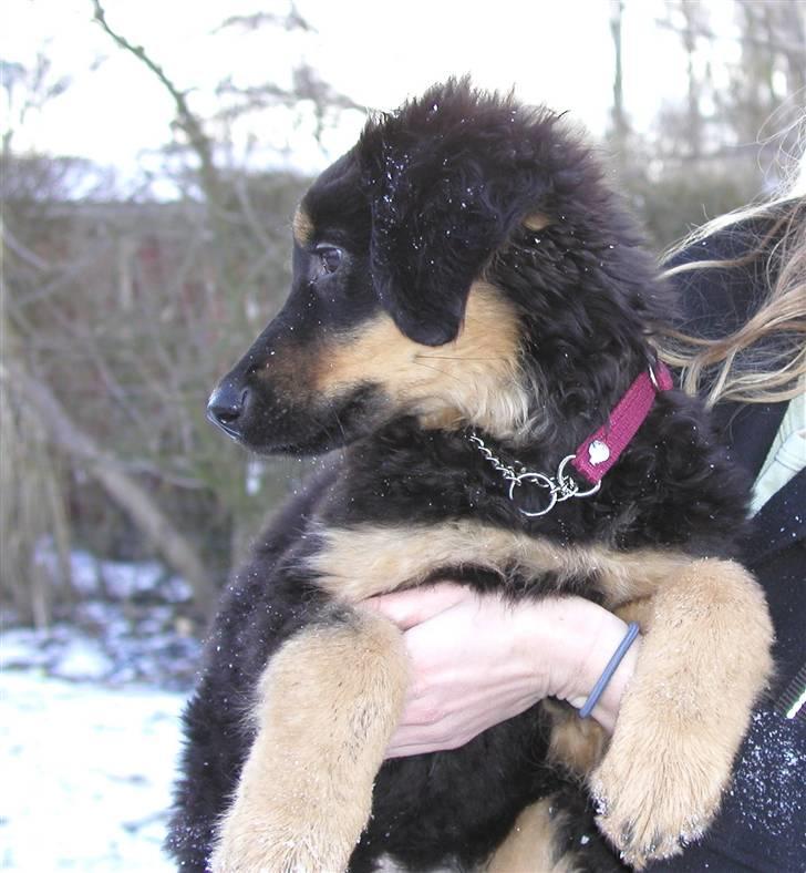 Hovawart Holley billede 10