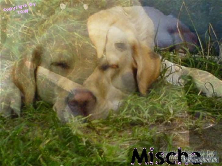 Blanding af racer Mischa - Mischa slikker solskind..;o) billede 20