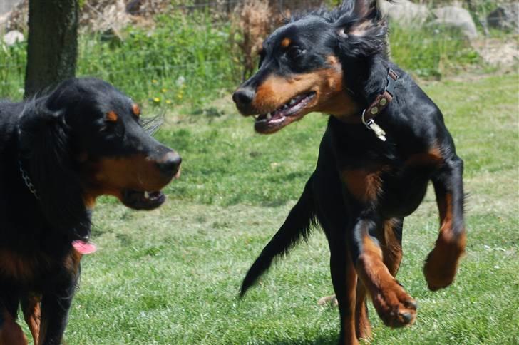 Gordon setter Wøkk´s A.Lajka - Mor Addi og Lajka billede 6