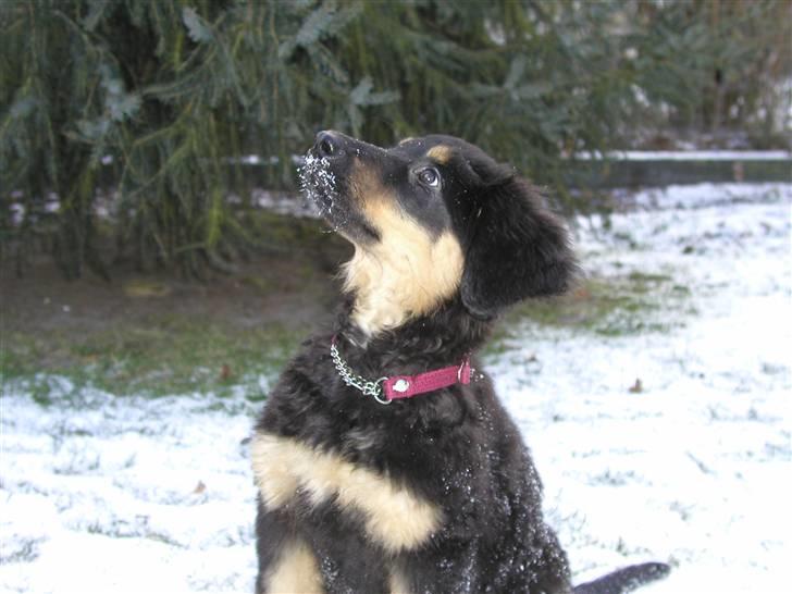 Hovawart Holley billede 11