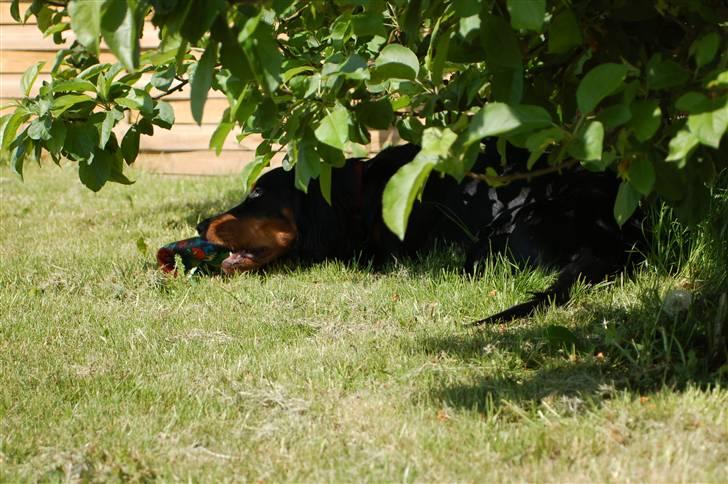 Gordon setter Wøkk´s A.Lajka - En varm dag i haven....godt der er skygge.... billede 7