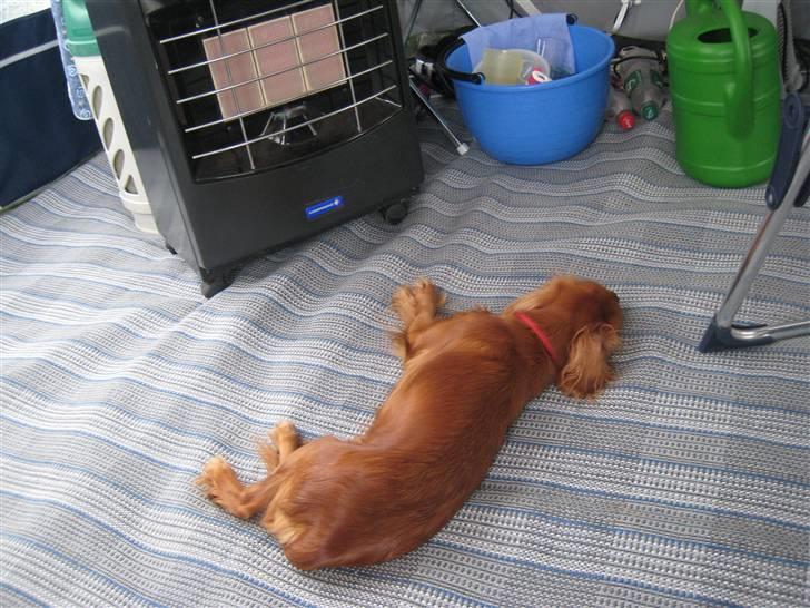 Cavalier king charles spaniel Donna billede 13