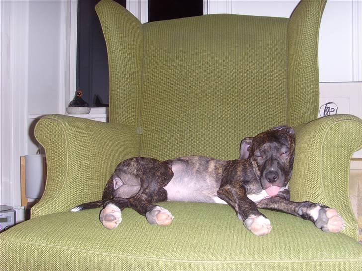 Amerikansk staffordshire terrier Kuno - Se tungen ! billede 5