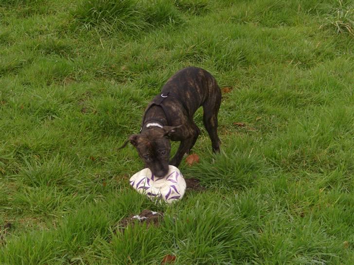 Amerikansk staffordshire terrier Kuno billede 6