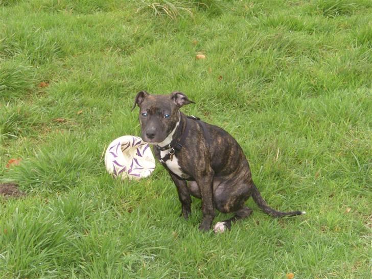 Amerikansk staffordshire terrier Kuno billede 7