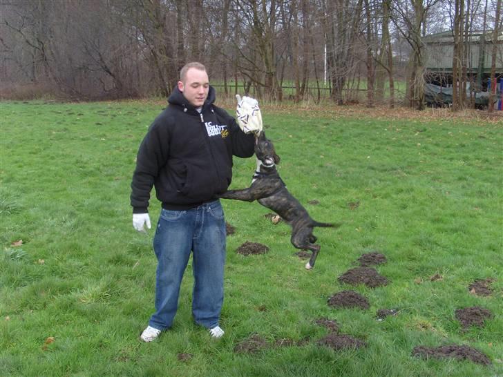 Amerikansk staffordshire terrier Kuno billede 8