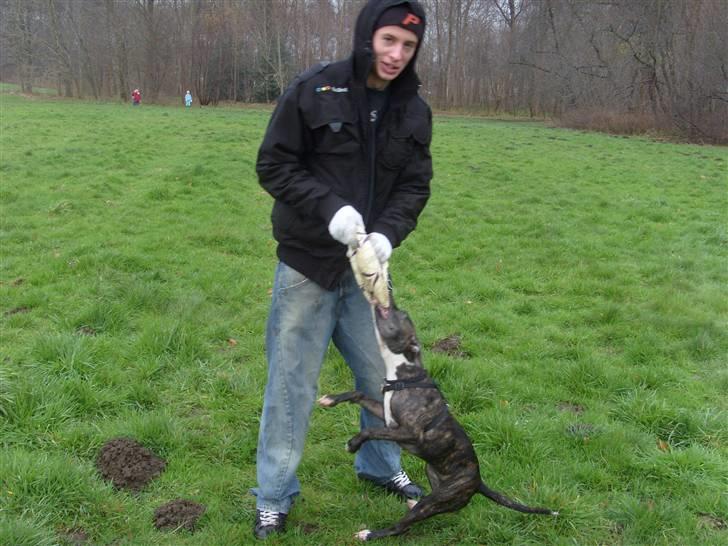 Amerikansk staffordshire terrier Kuno billede 9