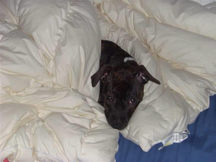 Amerikansk staffordshire terrier Kuno billede 10