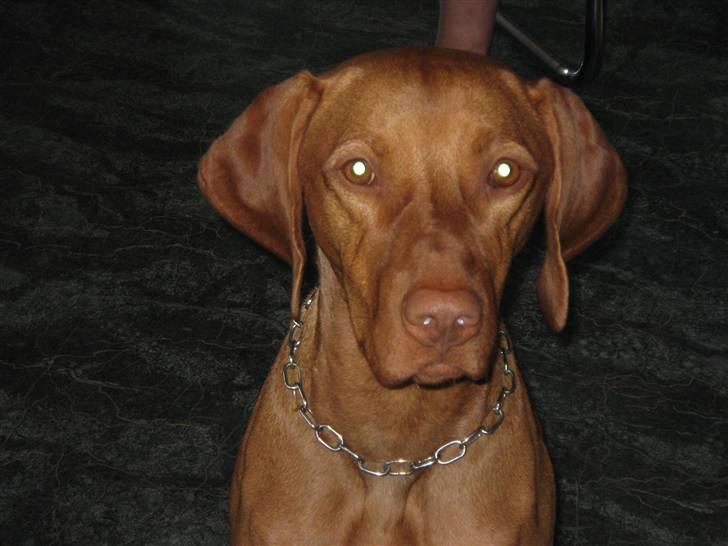 Vizsla Balou billede 2