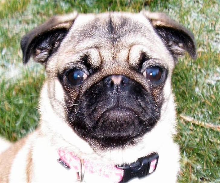 Mops Viktoria - Jeg elsker at være ude i haven    sammen med ............. nogen . billede 14