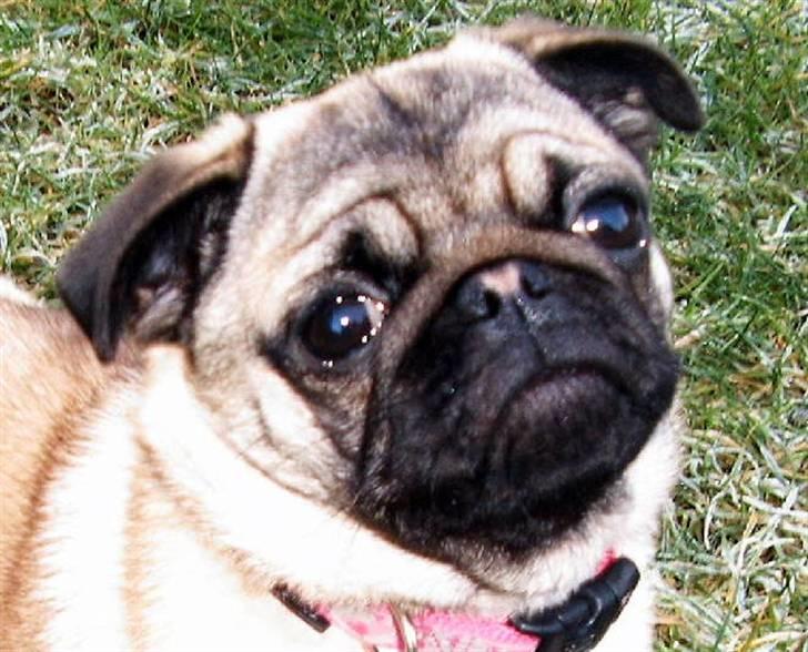 Mops Viktoria - Nu er jeg 5 måneder billede 15