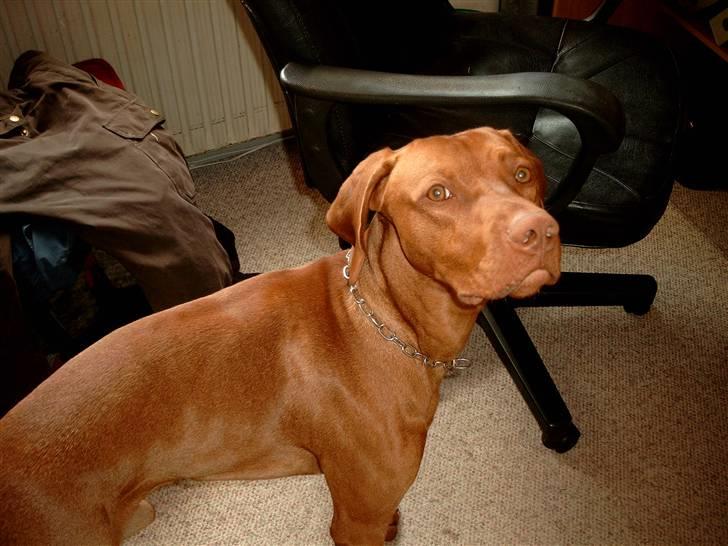 Vizsla Balou billede 3
