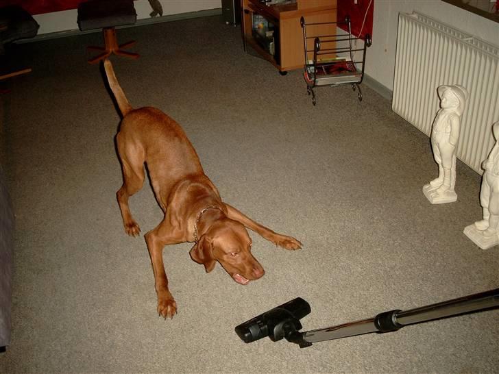 Vizsla Balou billede 4