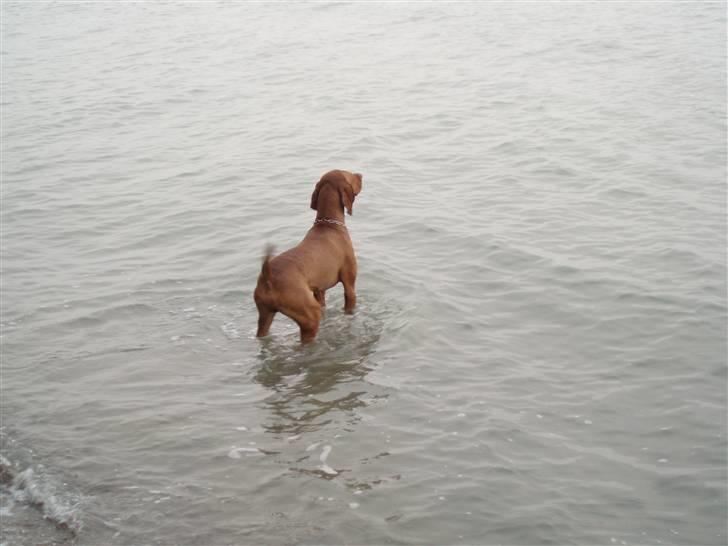 Vizsla Balou billede 6