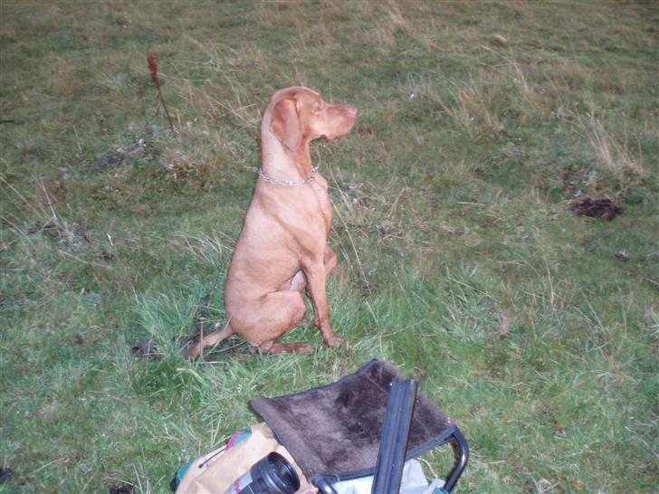 Vizsla Balou billede 7