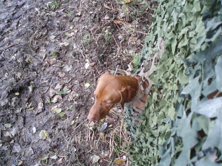 Vizsla Balou billede 8