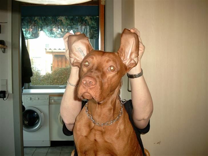Vizsla Balou billede 9