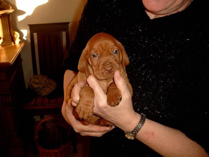 Vizsla Balou billede 10