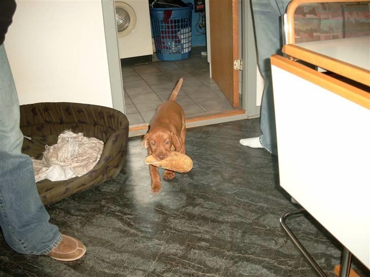 Vizsla Balou billede 11