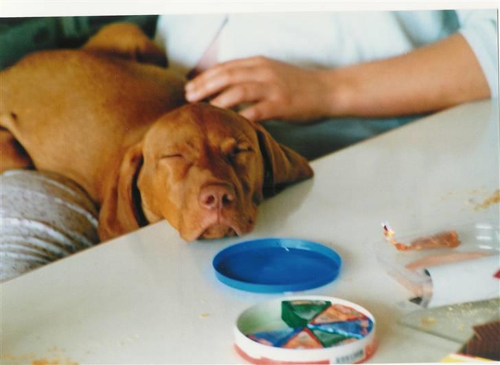 Vizsla Balou billede 12