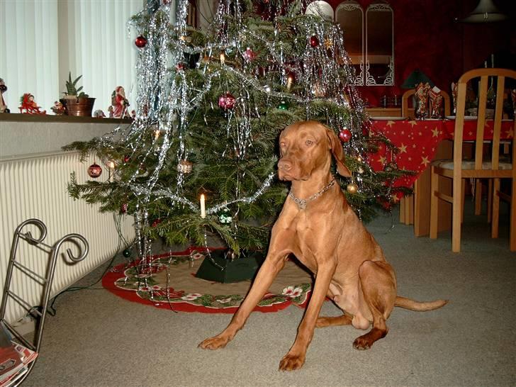 Vizsla Balou billede 13