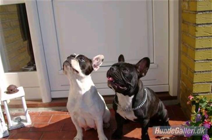 Fransk bulldog THORKILD SOLGT billede 11