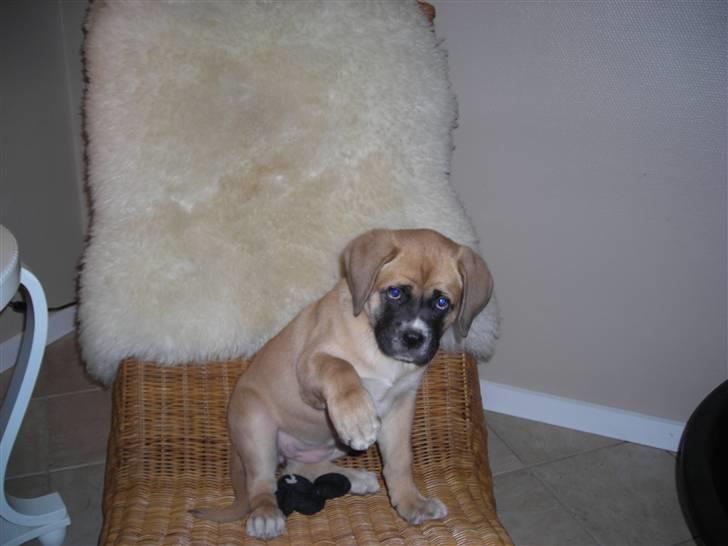 Mastiff neja - Se hvad jeg kan billede 7