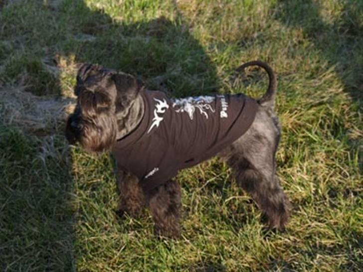 Dvaergschnauzer Sváva's Bioccolo - Tarzan billede 18
