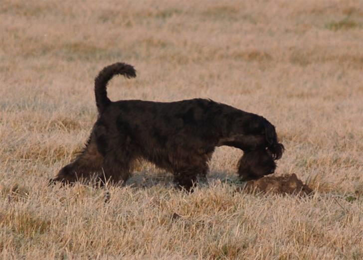 Dvaergschnauzer Sváva's Bioccolo - Tarzan - Tarzan i stram stand for en muldvarp :-) 31-12-08 billede 19