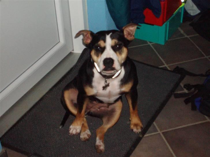 Amerikansk staffordshire terrier Lulu - Kommer i eller hva? billede 1